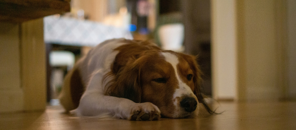 dog relaxing on underfloor heating